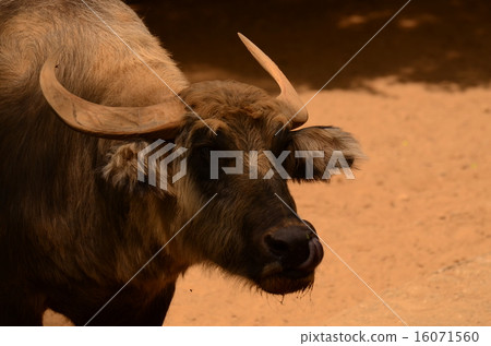 Asia buffalo 16071560