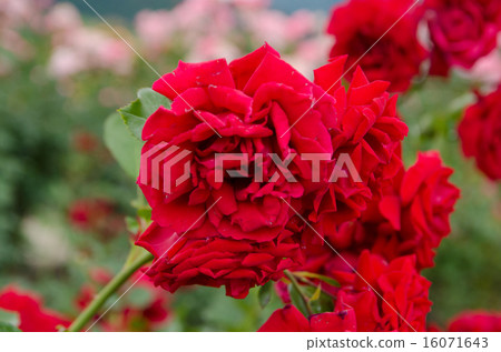 Rose dynamite 16071643