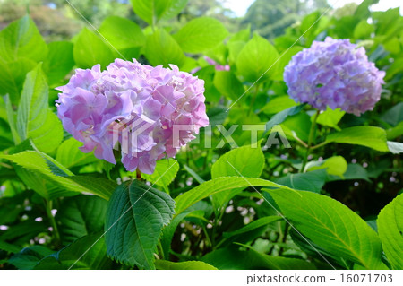 繡球 繡球 16071703