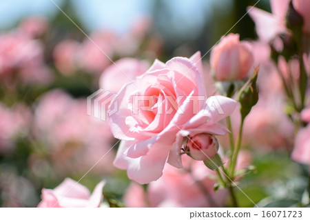 2015 Aramaki Rosen Garden 16071723