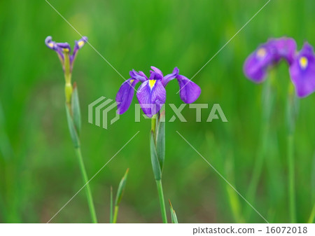 Hanami Triennale 16072018