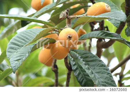 Loquat 16072080