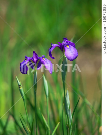 Flower Flower Flower 16072089