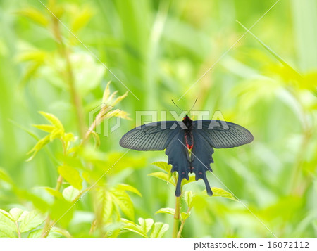 Mustard moth - male - side 16072112