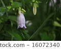 植物花螢火蟲刷 16072340