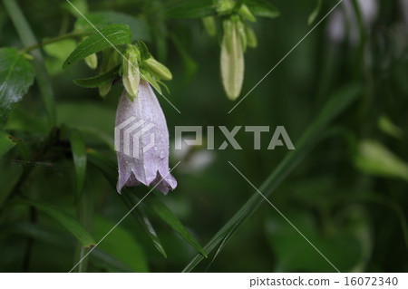 植物花螢火蟲刷 植物花螢火蟲刷 16072340