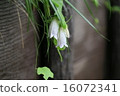 植物花螢火蟲刷 16072341