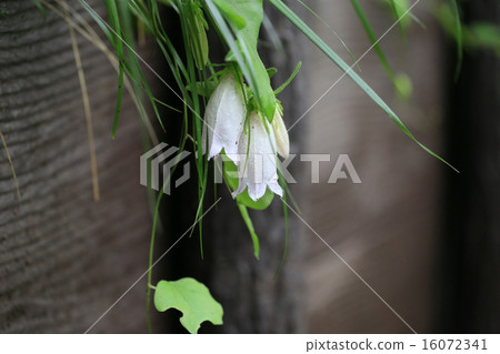 植物花螢火蟲刷 植物花螢火蟲刷 16072341
