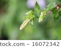 植物花螢火蟲刷 16072342