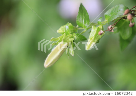 植物花螢火蟲刷 植物花螢火蟲刷 16072342