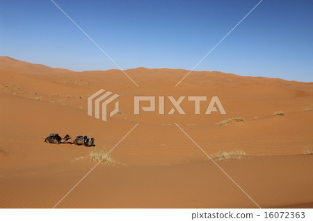 Camel's break 16072363
