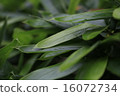 植物花kuma竹草 16072734