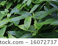 植物花kuma竹草 16072737