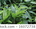 植物花kuma竹草 16072738