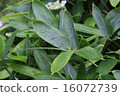 植物花kuma竹草 16072739