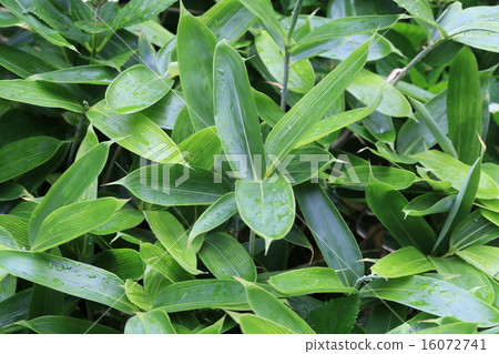 Plant flower kuma bamboo grass 16072741