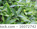 植物花kuma竹草 16072742