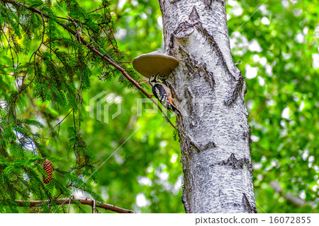 Woodpecker 16072855