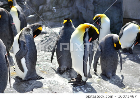 Penguin Penguin 16073467