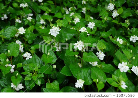 不尋常的Dokudami（Yae） 16073586