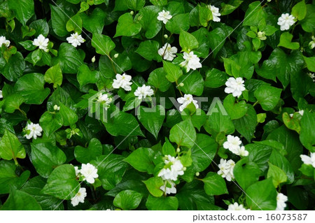 不尋常的Dokudami（Yae） 16073587