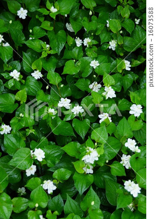 不尋常的Dokudami（Yae） 16073588