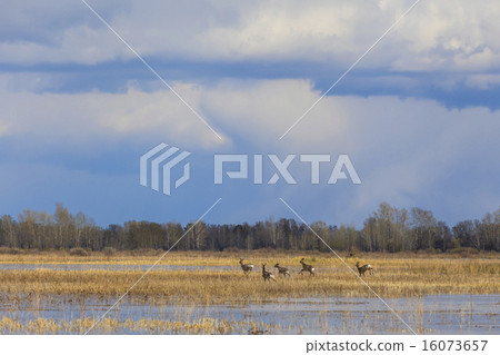 A herd of deer running on a flooded field. A herd of deer running on a flooded field. 16073657