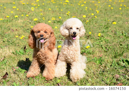 Good friends ♪ 16074150