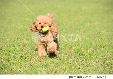 I took it ♪ 16074190