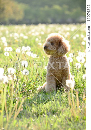 Dandelion Dandelion 16074201