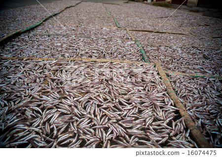 Planty of little anchovy fish drying on open air  16074475