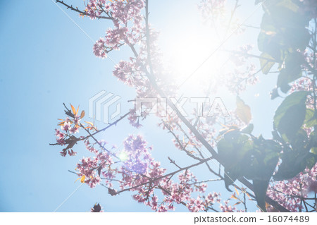 Flowering apricot tree Flowering apricot tree 16074489