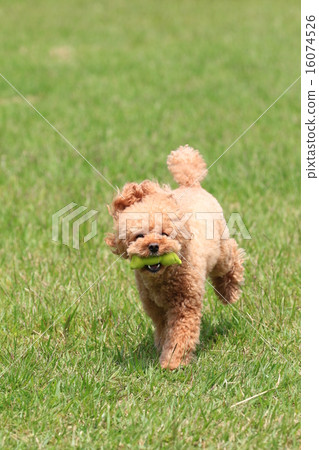 I got it♪ 16074526