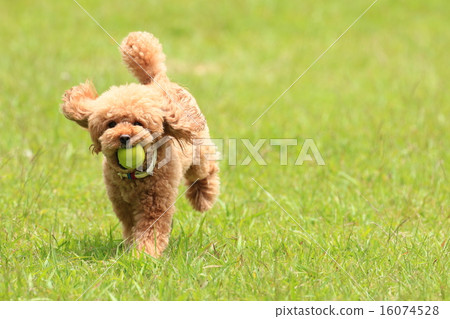 I got it♪ 16074528