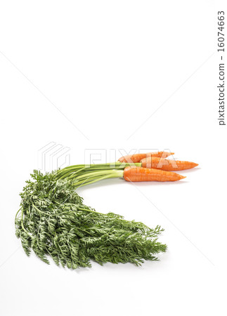 Carrots with leaves image material 16074663