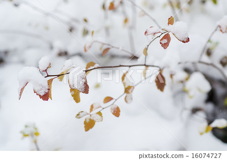 Under the snow 16074727