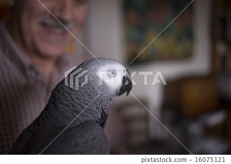 African grey parrot pet close-up portrait looking 16075121