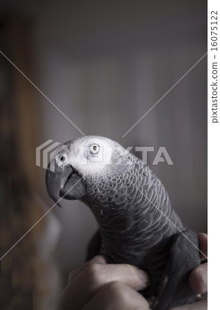 African grey parrot pet close-up portrait looking African grey parrot pet close-up portrait looking 16075122