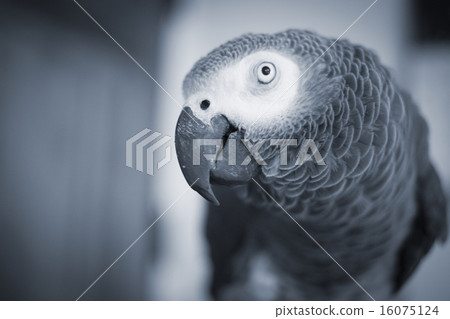 African grey parrot pet close-up portrait looking 16075124