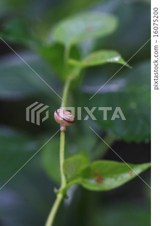 繡球花222 16075200
