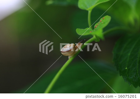 繡球花224 16075201