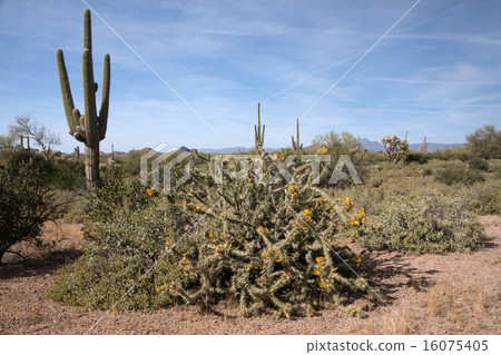 Lost Dutchman State Park, Arizona, USA 16075405