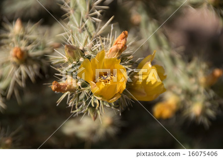 Lost Dutchman State Park, Arizona, USA Lost Dutchman State Park, Arizona, USA 16075406