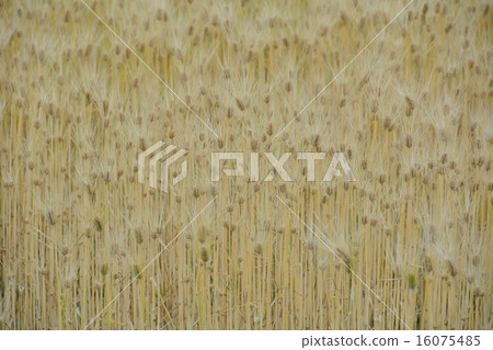 Wheat field in spring 16075485