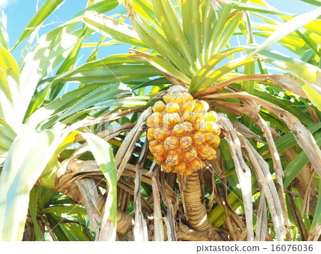 Adan fruits of Okinawa · Iriomote Island 16076036