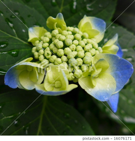 纖維繡球花芽 16076171