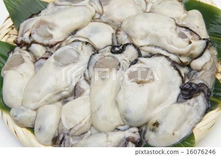 Peel oyster 16076246