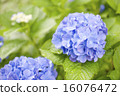  hydrangea 16076472