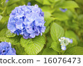  hydrangea 16076473