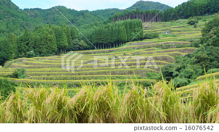 Rice terrace in the fallow of autumn 16076542